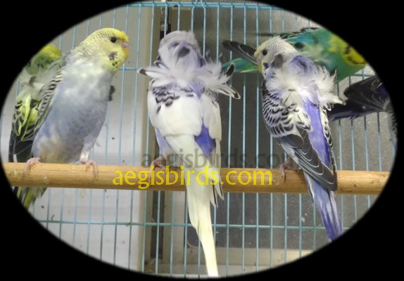 hagomoro multicrested budgerigar