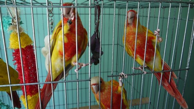 Greencheek conure mutations