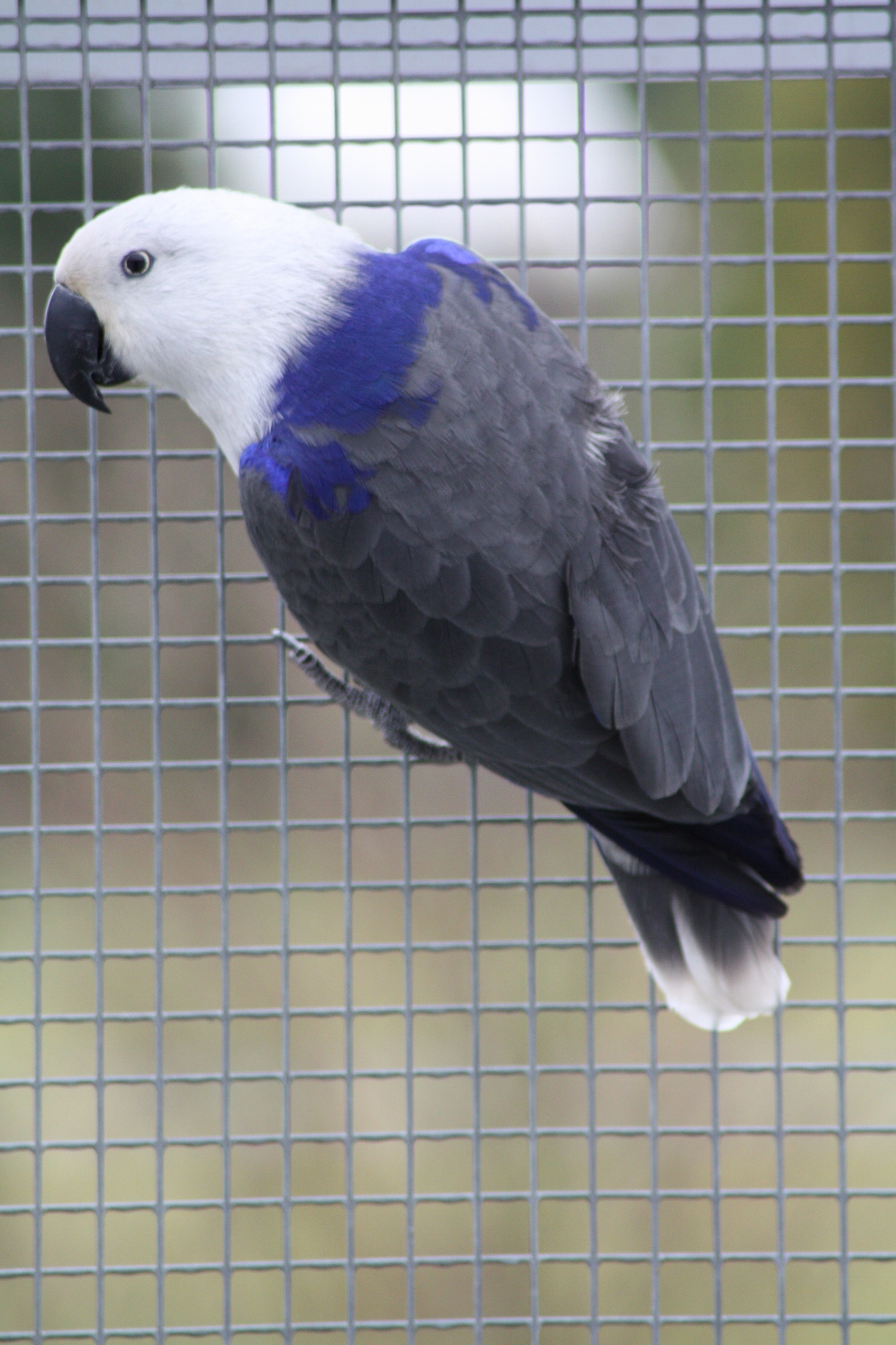 cobalt blue cockatoo