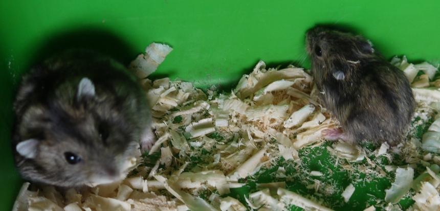 Djungarian hamsters