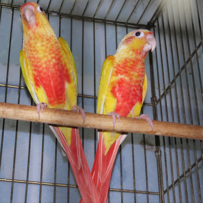 red-bellied greencheek mutations