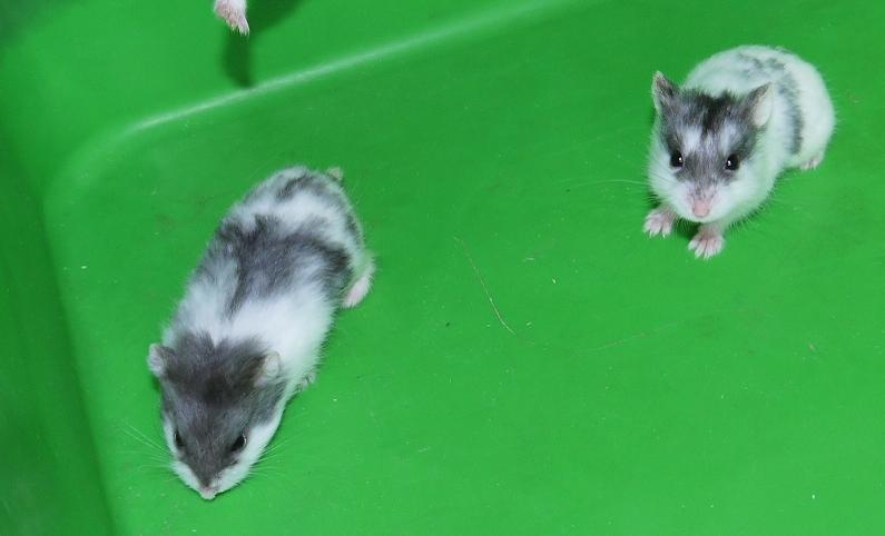 pet hamsters