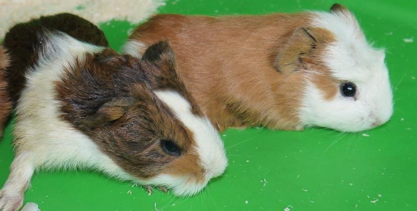 pet guinea pigs