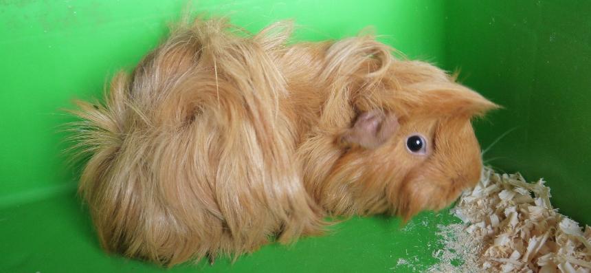 Toy poodle guinea pig