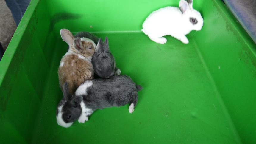 Hamsters Hedgehogs Mini-Rabbits Guinea Pigs